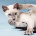 Young Siamese cat playing with feathers Royalty Free Stock Photo