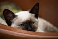 A young siamese cat resting in a porcelain basin