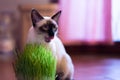 Young siamese cat sitting near his catnip