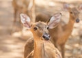 Young siamese eld deer , Thamin, brow antlered deer Cervus eldi Siamensis