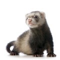 Young siamese sable Ferret kit