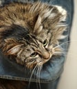 Young Siberian brown cat close up Royalty Free Stock Photo