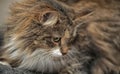 Young Siberian brown cat close up Royalty Free Stock Photo