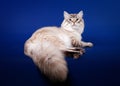 Young siberian cat