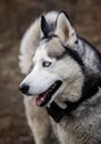 Young Siberian Husky dog enjoying walking in autumn park with his owner Royalty Free Stock Photo