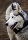 Young Siberian Husky dog enjoying walking in autumn park with his owner Royalty Free Stock Photo