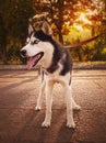 Young Siberian Husky dog enjoying walking in autumn sunlight on road with his owner Royalty Free Stock Photo
