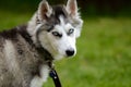 Young Siberian Husky in the garden