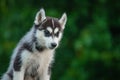 Young Siberian Husky puppy on table with blurred background Royalty Free Stock Photo