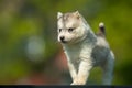 Young Siberian Husky puppy on table with blurred background Royalty Free Stock Photo