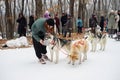 Young siberian husky sled dogs drinking water to be prepared for sledding