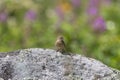 Young Siberian Stonechat on the stone in summer plateau