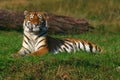 Young Siberian Tiger