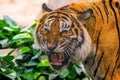 Young siberian tiger in action Royalty Free Stock Photo