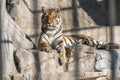 Young Siberian tiger, otherwise known as the Amur Tiger. Royalty Free Stock Photo