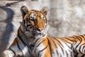 Young Siberian tiger, otherwise known as the Amur Tiger. Royalty Free Stock Photo