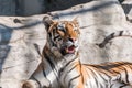 Young Siberian tiger, otherwise known as the Amur Tiger. Royalty Free Stock Photo