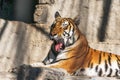 Young Siberian tiger, otherwise known as the Amur Tiger. Royalty Free Stock Photo