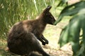 side shot kangaroo sitting in grass