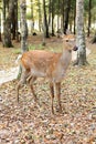 Young sika deer Cervus nippon