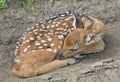 Young sika deer 9