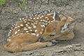 Young sika deer 10