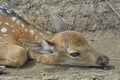 Young sika deer