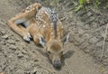 Young sika deer 6