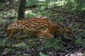 Young sika deer look wary while rest on ground.