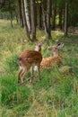 A young sika deer Lying on the grass. The sika deer.