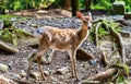 Young sika deer in Nara Park