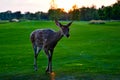 A young sika deer walks in a nature reserve