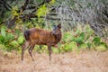 Young Sika Deer Royalty Free Stock Photo