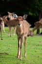 Young sika deer