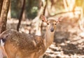 Young sika deers or spotted deers or Japanese deers Cervus nippon