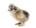 Young silkie chicken Royalty Free Stock Photo