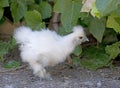 Young silkie chicken Royalty Free Stock Photo