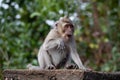 Young, silly rhesus monkey looking at the camera while pulling a funny face with a full mouth Royalty Free Stock Photo