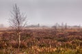 High Fens landscape Botrange Belgium