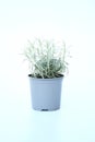 Young silver curry herbe plant in blue gray plastic pot on white background. Helichrysum italicum is a flowering plant ,Leaves are Royalty Free Stock Photo