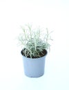 Young silver curry herbe plant in blue gray plastic pot on white background. Helichrysum italicum is a flowering plant ,Leaves are Royalty Free Stock Photo