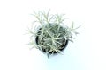 Young silver curry herbe plant in blue gray plastic pot on white background. Helichrysum italicum is a flowering plant ,Leaves are Royalty Free Stock Photo