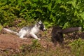 Young Silver Fox and Marble Fox (Vulpes vulpes) Play