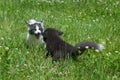 Young Silver Fox and Marble Fox (Vulpes vulpes) Play in Clover