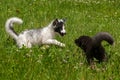 Young Silver Fox and Marble Fox (Vulpes vulpes) Play in the Gras