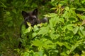 Young Silver Fox (Vulpes vulpes) Hides Behind Bush