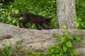 Young Silver Fox (Vulpes vulpes) Moves Right Atop Log