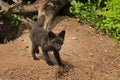 Young Silver Fox (Vulpes vulpes) Stands Outside Den