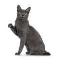 Young Korat cat on white background Royalty Free Stock Photo