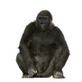 Young Silverback Gorilla Royalty Free Stock Photo